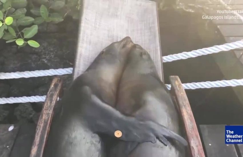 Sea Lions Snuggle in Lawn Chair in Ecuador