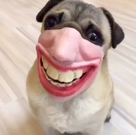 I can't stop laughing at this