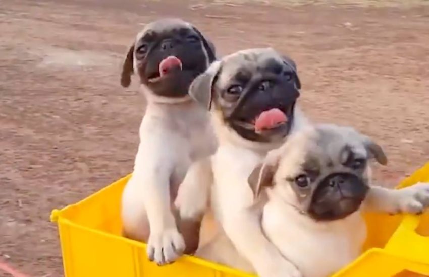 Stop what you're doing and watch this adorable pug train
