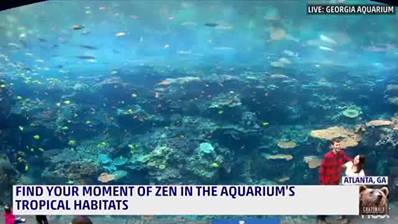 珊瑚礁和熱帶魚在格魯吉亞水域放鬆…