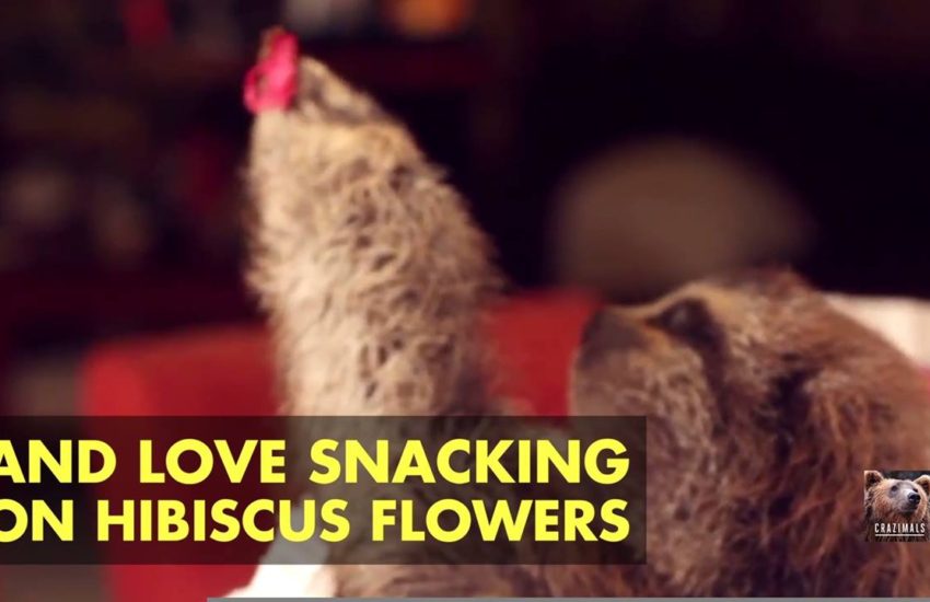 Fun Fact Furriday: Sloths