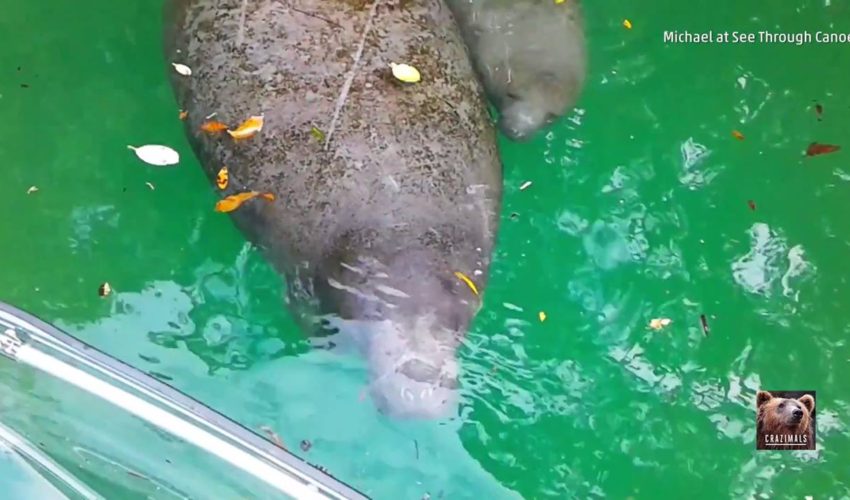 海牛和小牛
