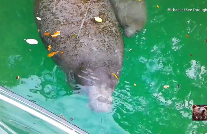 Manatee and Calf