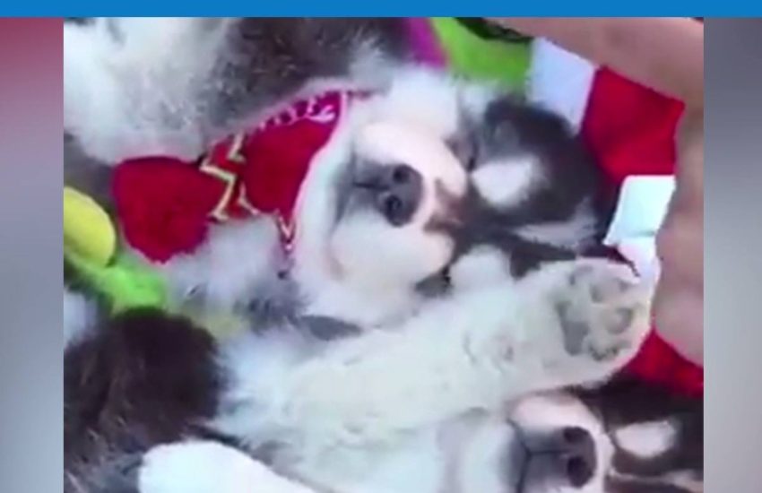 You can never have too many! #onedip