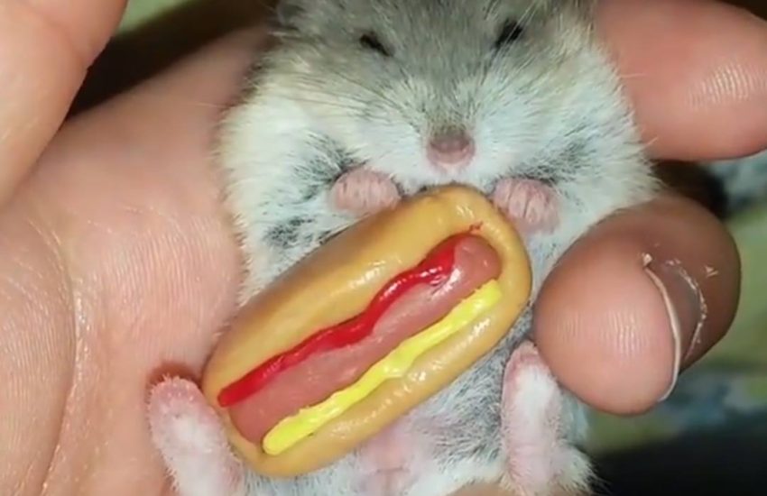 The Pipsqueakery nurses little animals back to health <3 #diplyoriginals