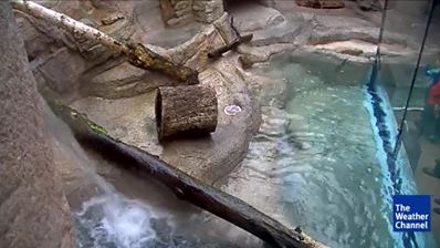 水獺在田納西水族館飛濺