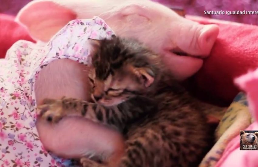 Piglet and Kitten Snuggle