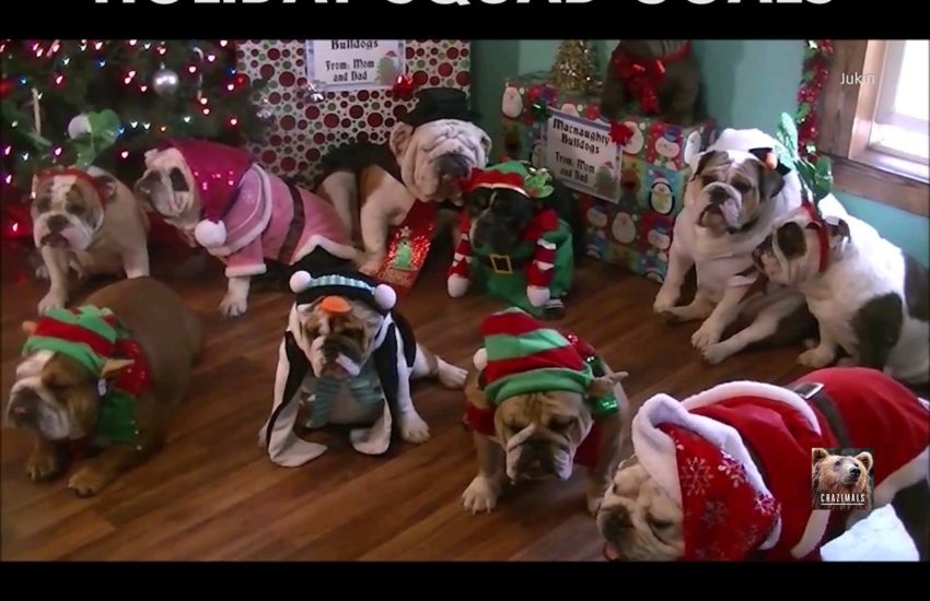 Bulldogs Dressed Up for Christmas