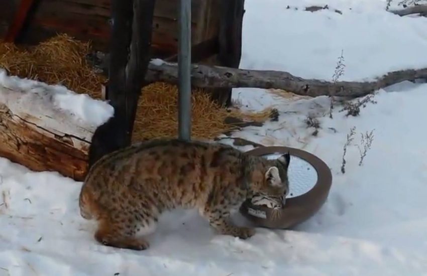 Bobcat Plays with Mirror in the Snow