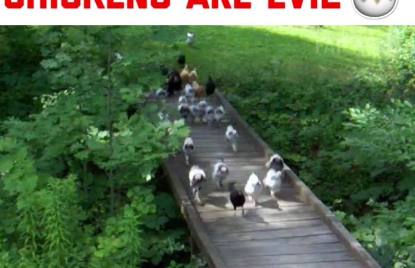 Chickens are evil