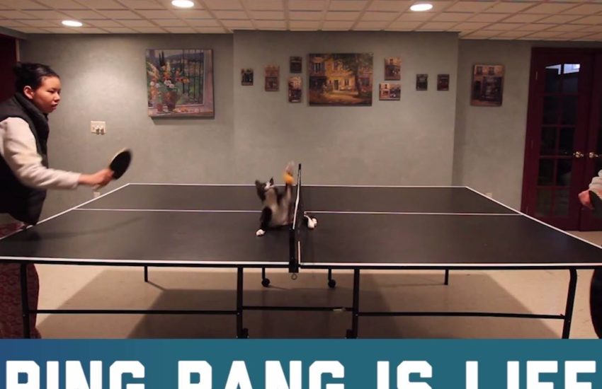 Ping Pong