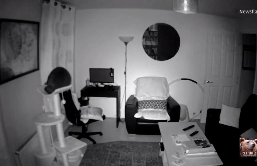 Cat's Nighttime Fail