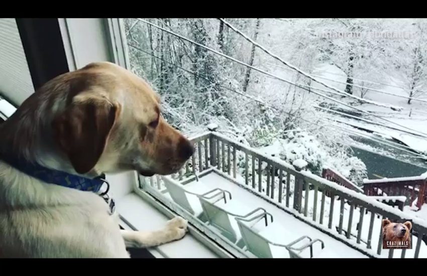 Dog Looks Longingly Outside