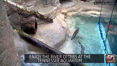 在田納西州水族館觀看河水獺遊戲