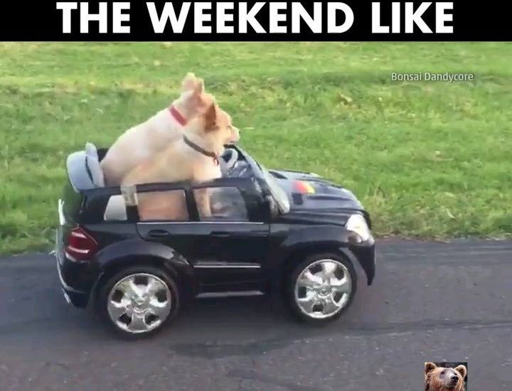 Cool Dogs Ride in RC Car