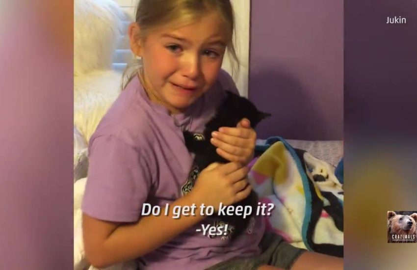 Little Girl Gets Kitten Surprise