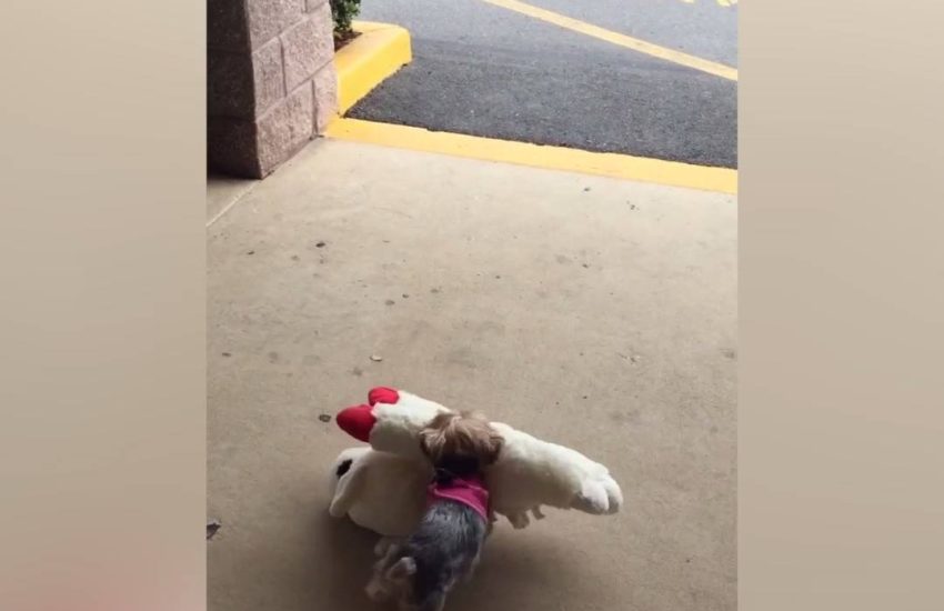 Tiny Puppy's Adorable Shopping Spree