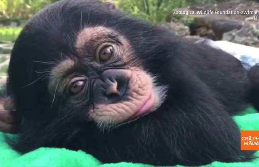 This Baby Chimp Knows How to Chill