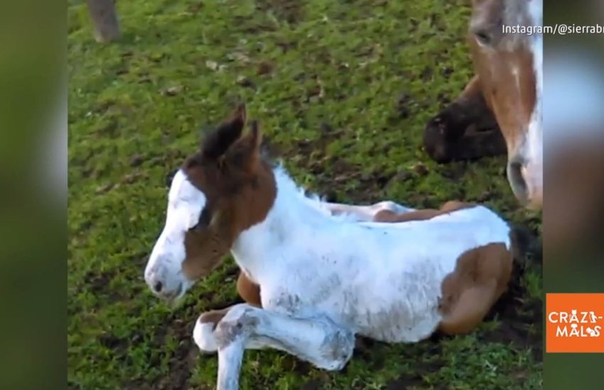 Newborn Foal Tries to Stand Up