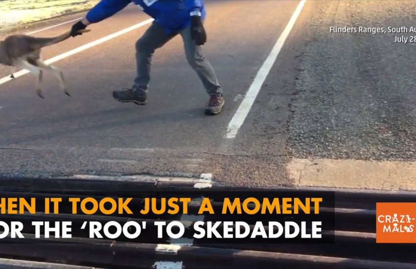 Man Rescues Stuck Kangaroo