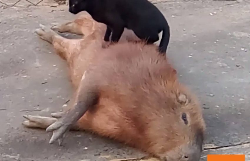 Cat Snuggles with Capybara
