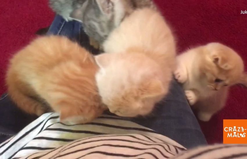 Surrounded by Kittens