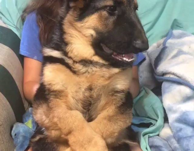 德國牧羊犬信任下降感謝：@practicallyperfectineveryway_觀看更多：www.thebearshit.com