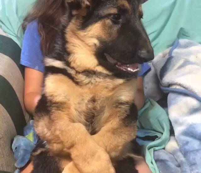 German Shepherd trust falls Credit: @practicallyperfectineveryway_ Watch more: www.thebearshit.com