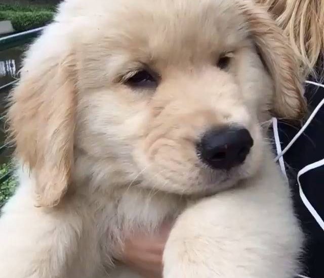 Puffed out Credit: @buddy_dass Watch more: www.thebearshit.com