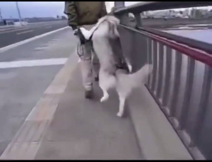 Take me home hooman Watch more: www.thebearshit.com