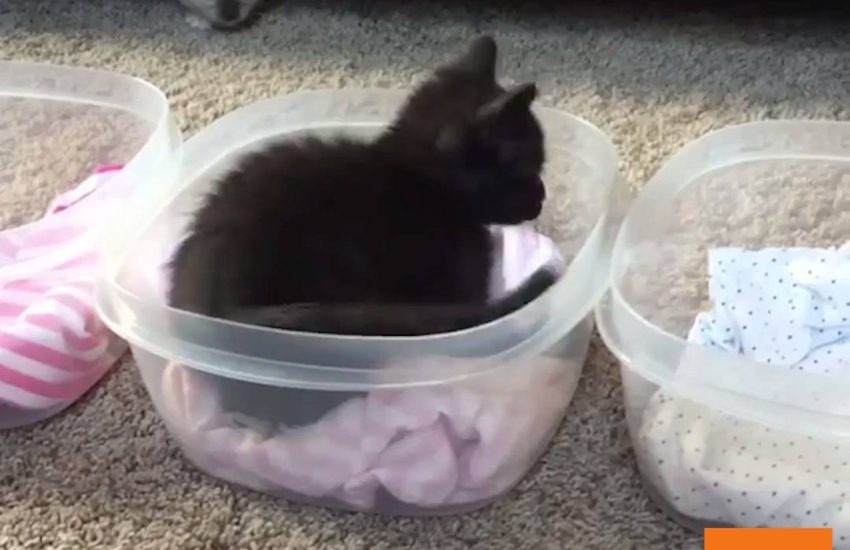 Sneaky Kitten Pounces on Tuppurrware