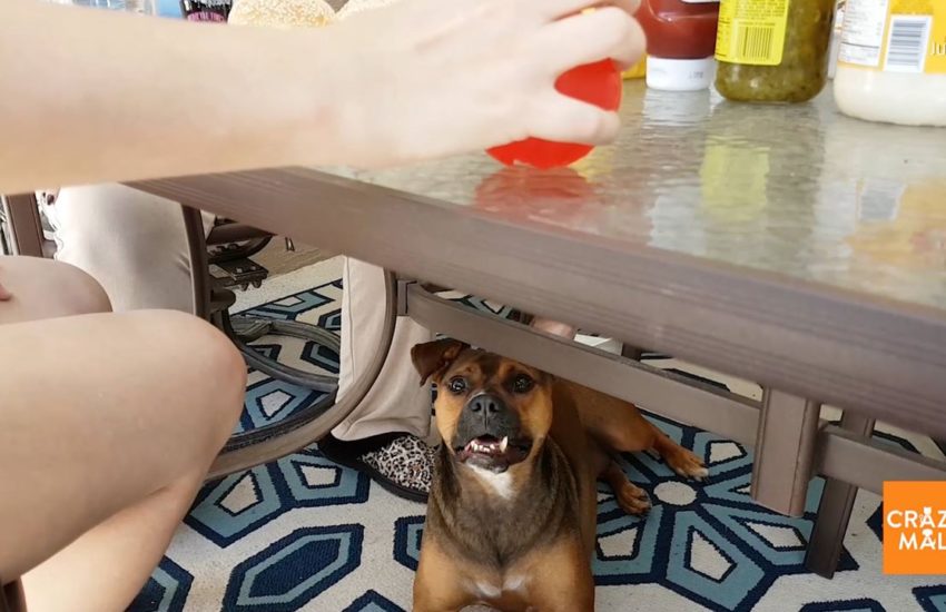 Super Attentive Dog Watches Owner with Ball