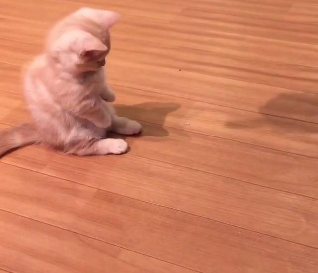 So cute! Credit: @yuriyuri4mama Watch more: www.thebearshit.com