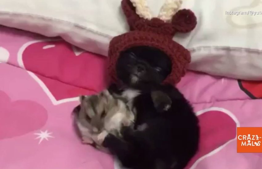 Hamster Nibbles on Puppy's Toes