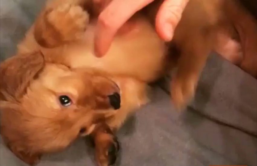 Puppies Get Belly Tickles