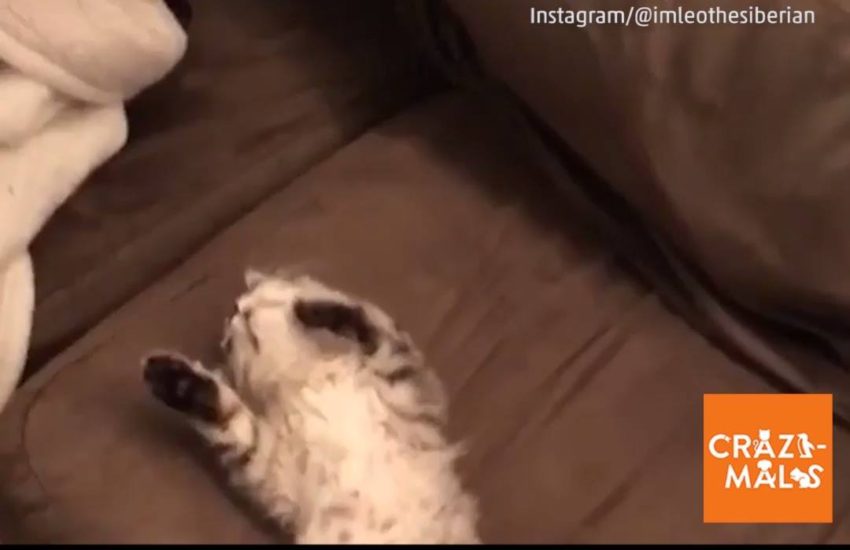 Sleepy Kitten Doesn't Want to Wake Up