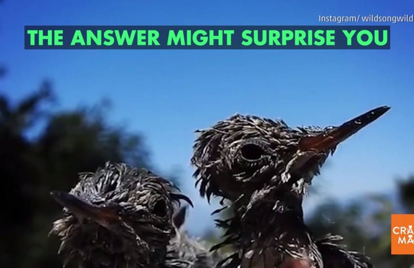 What You Should Do If You Come Across an Injured Hummingbird