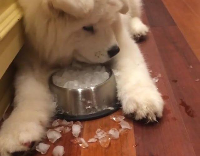 保持冷靜感謝：@liloandfitchsamoyed觀看更多：www.thebearshit.com