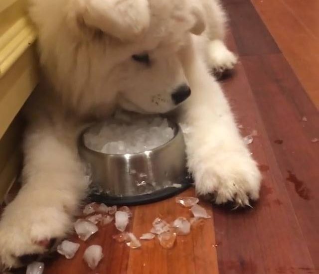 Keeping cool Credit: @liloandfitchsamoyed Watch more: www.thebearshit.com