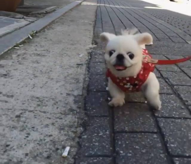 Oh hey there Credit: @eurimm Watch more: www.thebearshit.com