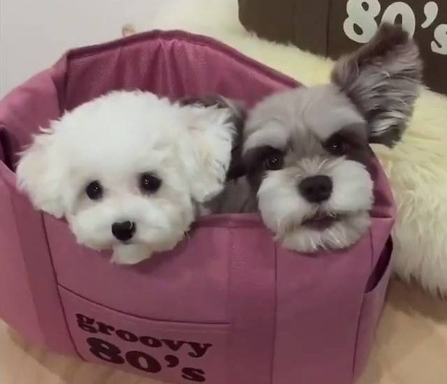 So sweet Credit: @hazelnut_dog Watch more: www.thebearshit.com