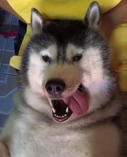 沙啞的按摩觀看更多：www.thebearshit.com