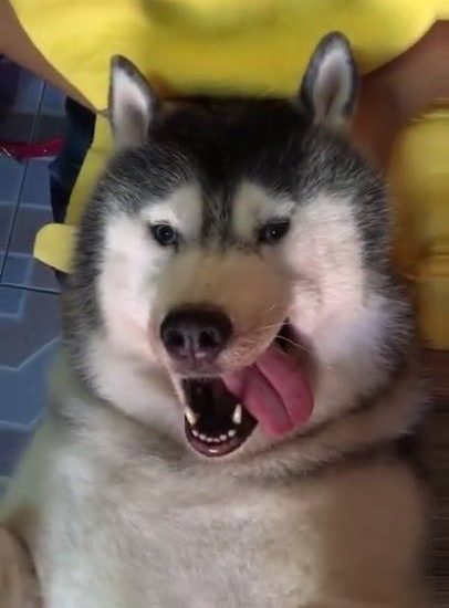 Husky massage Watch more: www.thebearshit.com