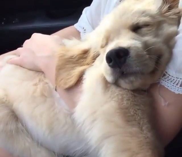 It's been a long day Credit: @thegoldenbucky Watch more: www.thebearshit.com