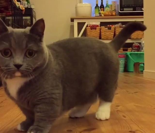 Fetching cat Credit: @omame_munchkin