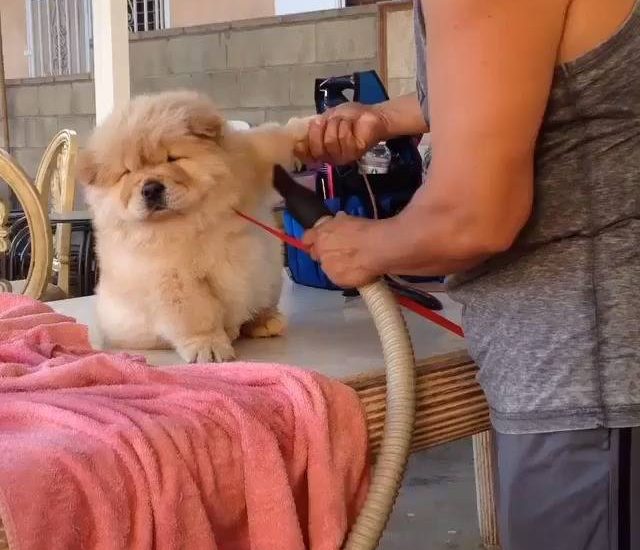 Fluff ball Watch more: www.thebearshit.com