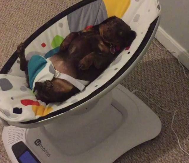 So sweet Credit: @moutoux_zoo See more: www.thebearshit.com