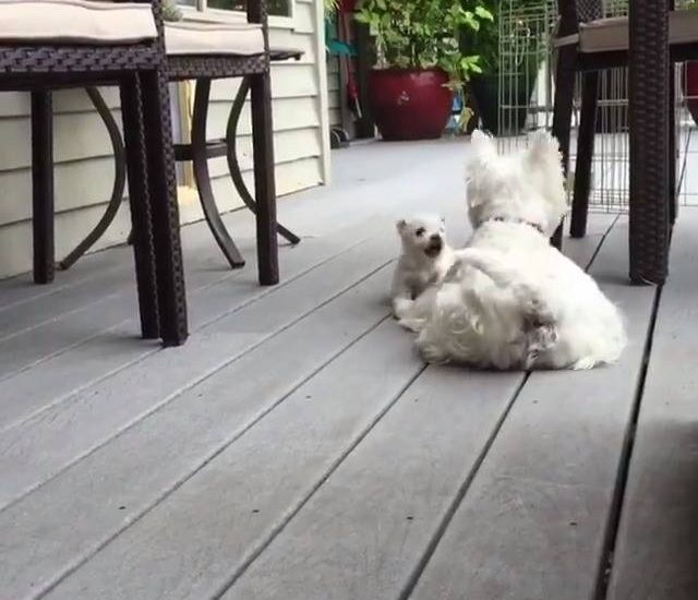 Mum and pups Credit: @sugarwestie