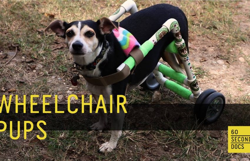 Wheelchair Pups // 60 Second Docs