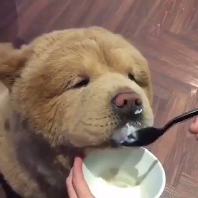 冰淇淋時間感謝：@chowderthebeardog觀看更多：www.thebearshit.com